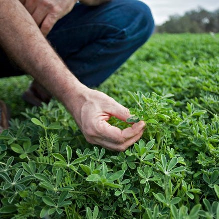 invasive clover